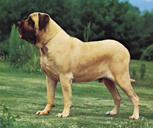 MASTIFF